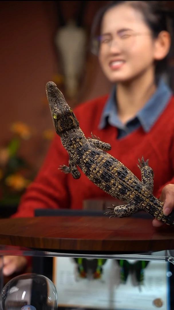 张***语鳄鱼标本定制