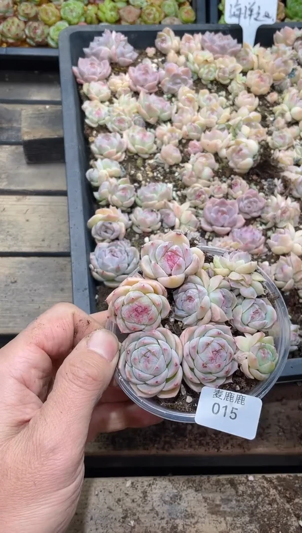 015海洋之心     量拍