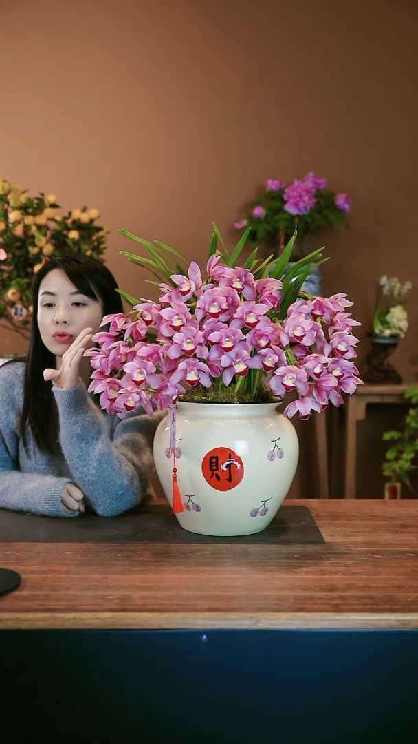 【闪购商品】盆景小粉拱兰 财