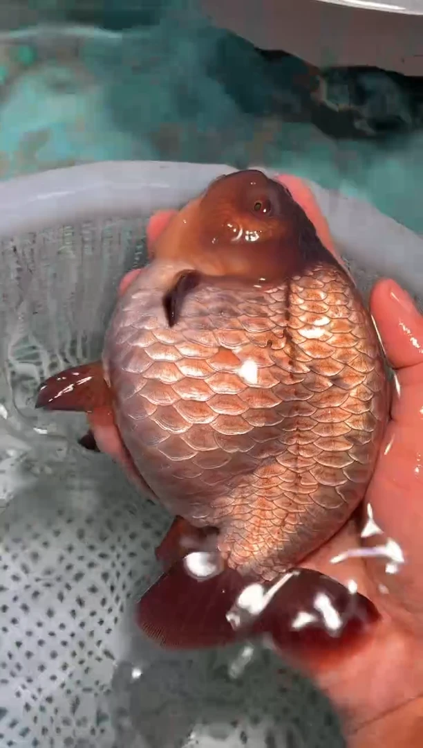 金鱼（运费到付，马印灯下展示）福州追鱼兰寿金鱼