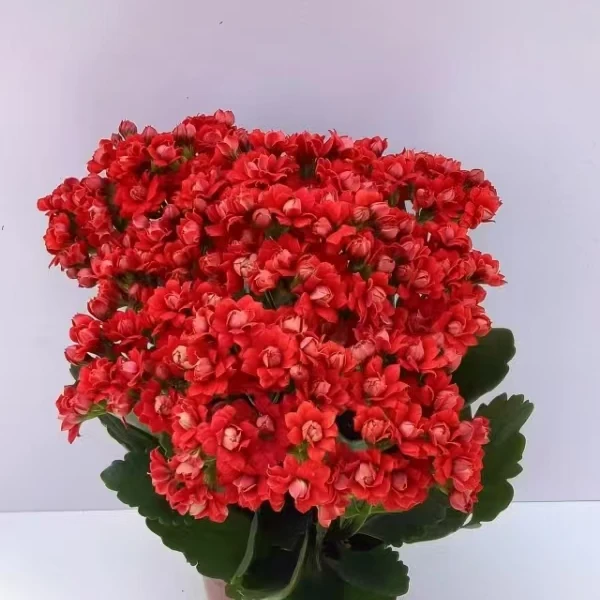 长寿花红色夜宴原盆原土带花苞