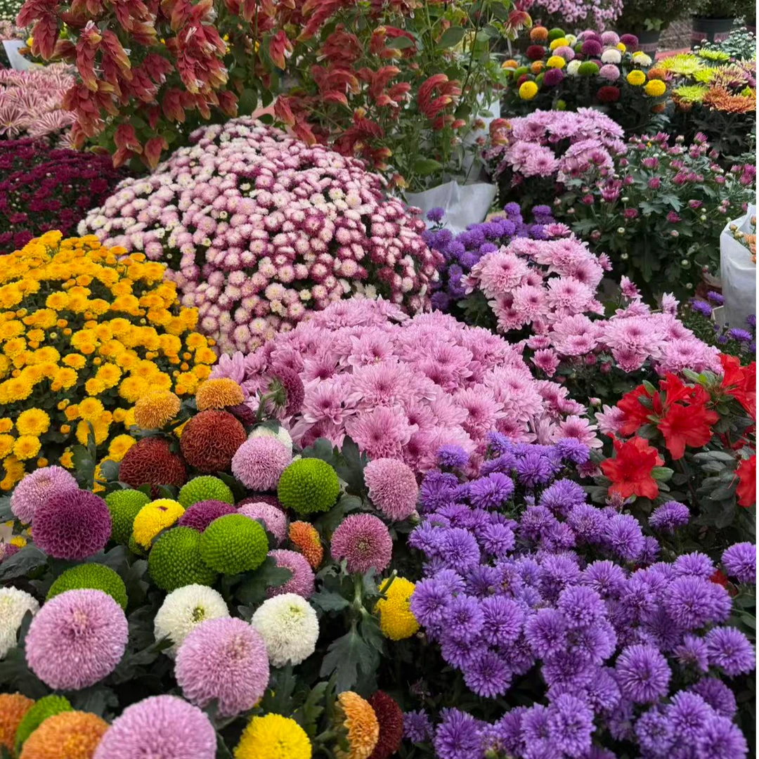 拼色组合10盆混色荷兰菊花苗耐热花量大多季节开花新手易养护