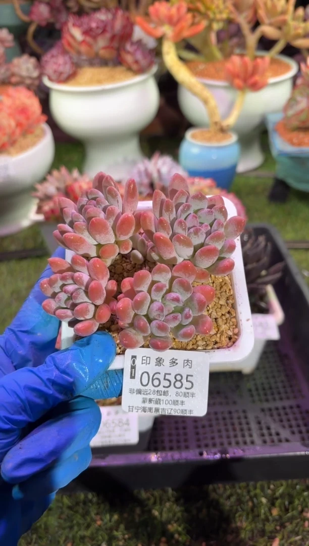 【闪购商品】06585