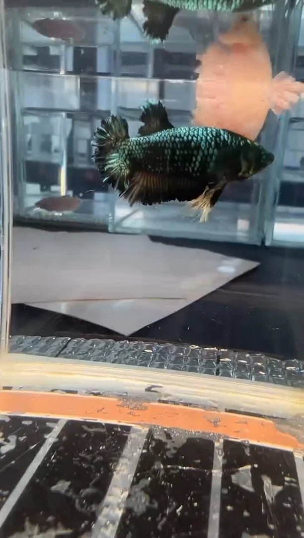 斗鱼斗鱼绣球大耳朵斗鱼