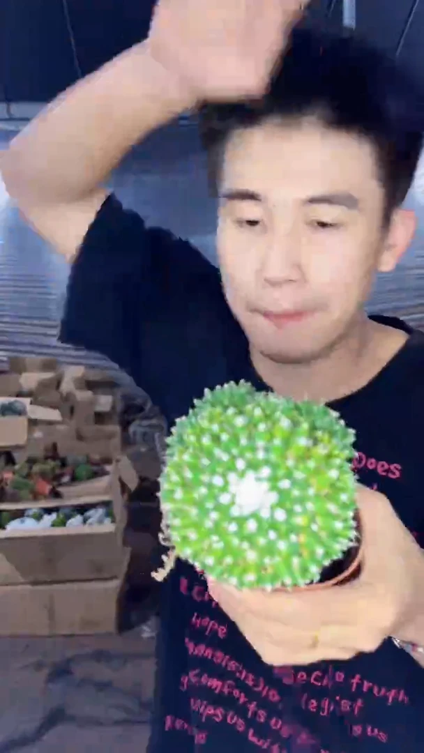 雪糕带崽【带根】7-10cm