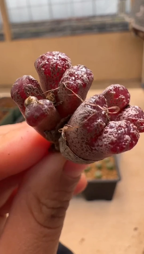 【闪购商品】1/21-77