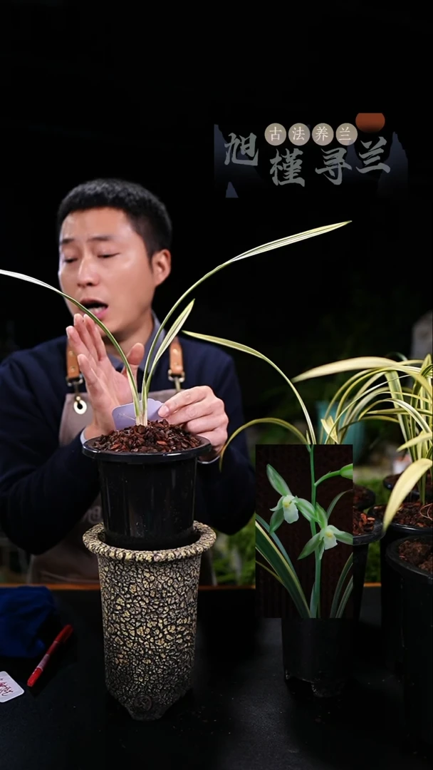 当前无花栽培后可以开花看*鱼魫大贡呈祥艺（龙头苗）