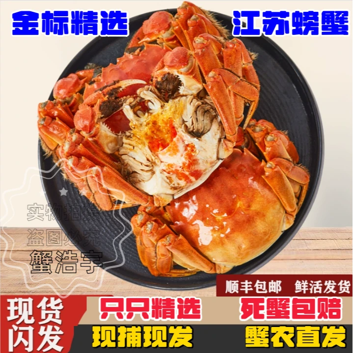 【活蟹现发】全母蟹8送2到手10只装（1.6-1.4两）洪泽湖螃蟹礼盒顺丰