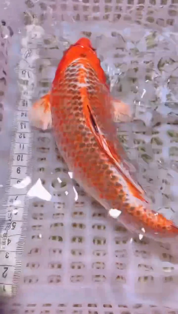 锦鲤冷水观赏鱼全场包邮87