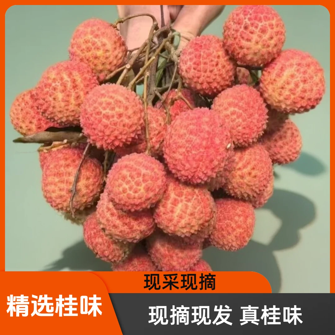【生鲜冷链】广东长安山下原产地桂味荔枝新鲜当季水果产地现采现摘
