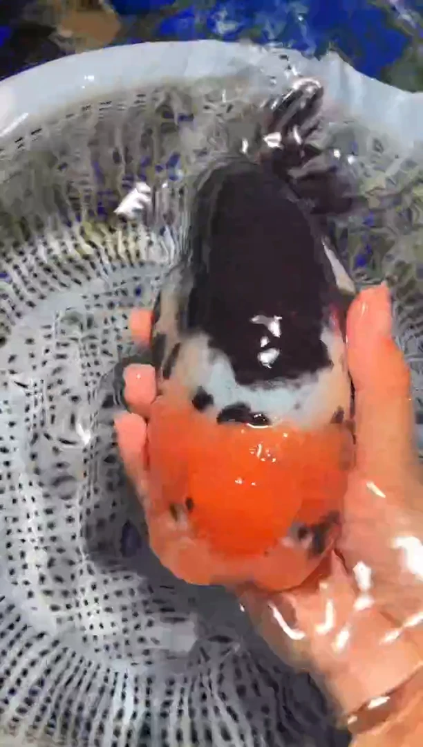 金鱼（运费自理，马印灯照射）福州追鱼兰寿金鱼