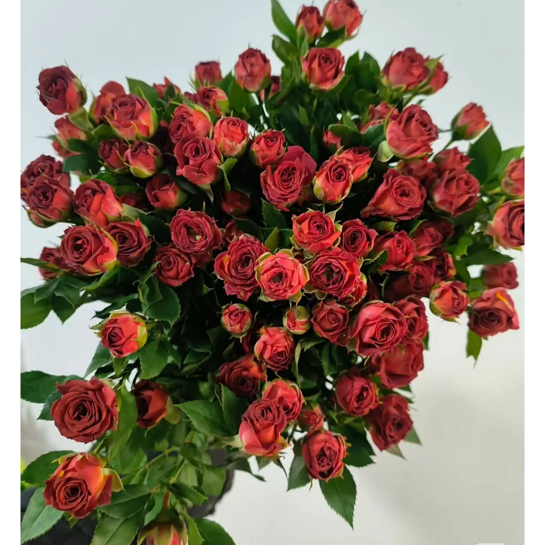 【多头巧克力玫瑰】两单升级冷链，三单升级空运