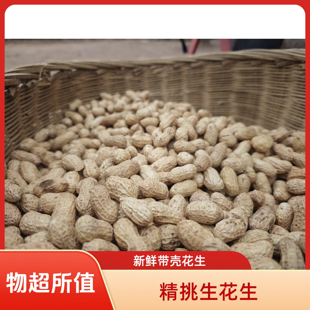 精选山地生花生颗粒饱满