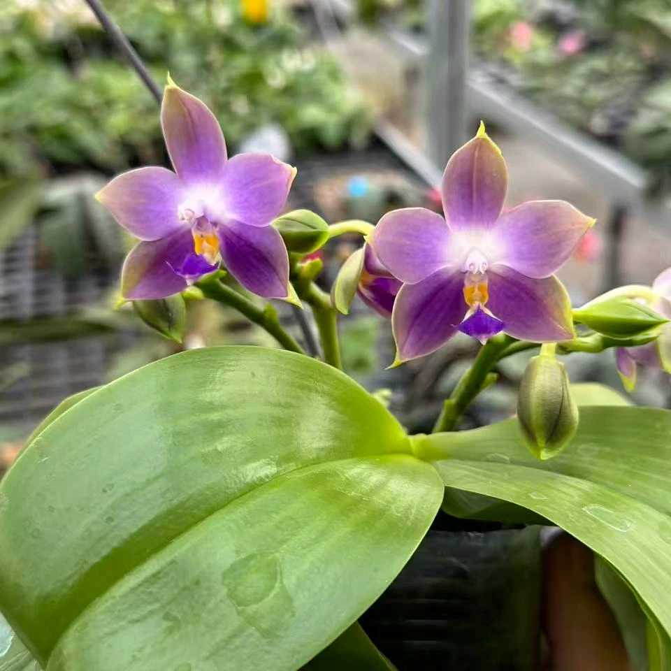 《王子823》2.5寸 轻微叶瑕，无根  无售后