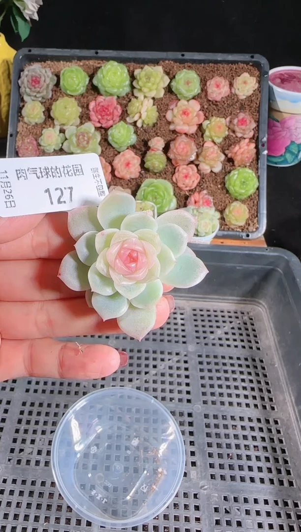 1126-127椰子冻群生不包整
