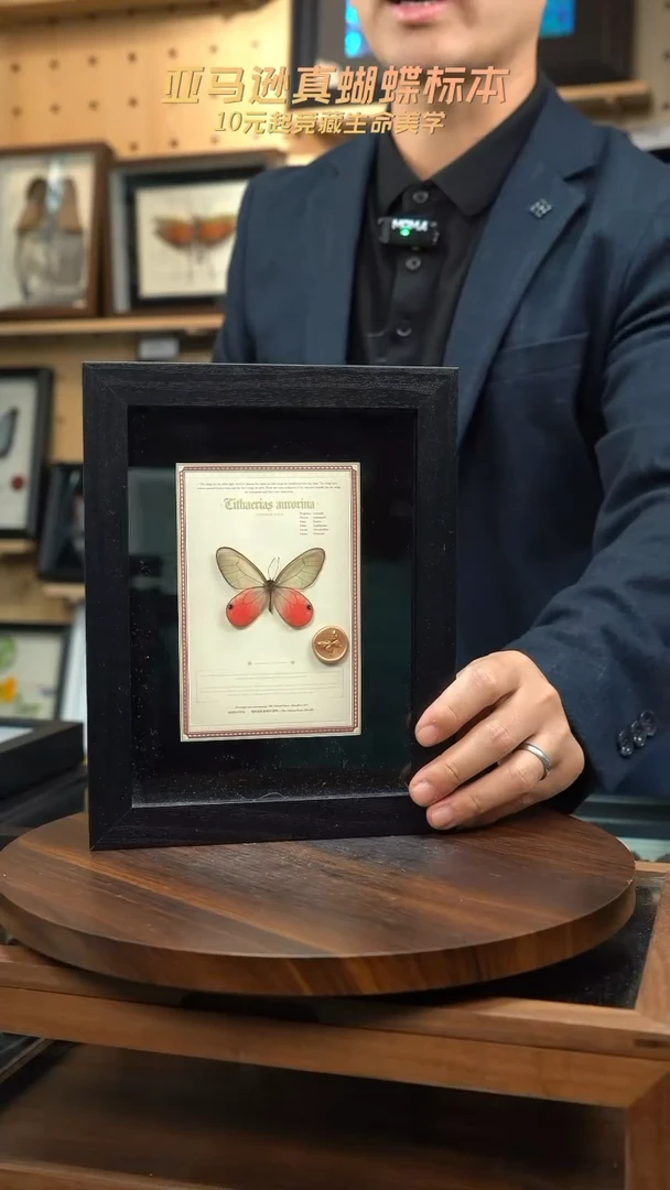 玫瑰绡眼蝶设计款8寸黑框