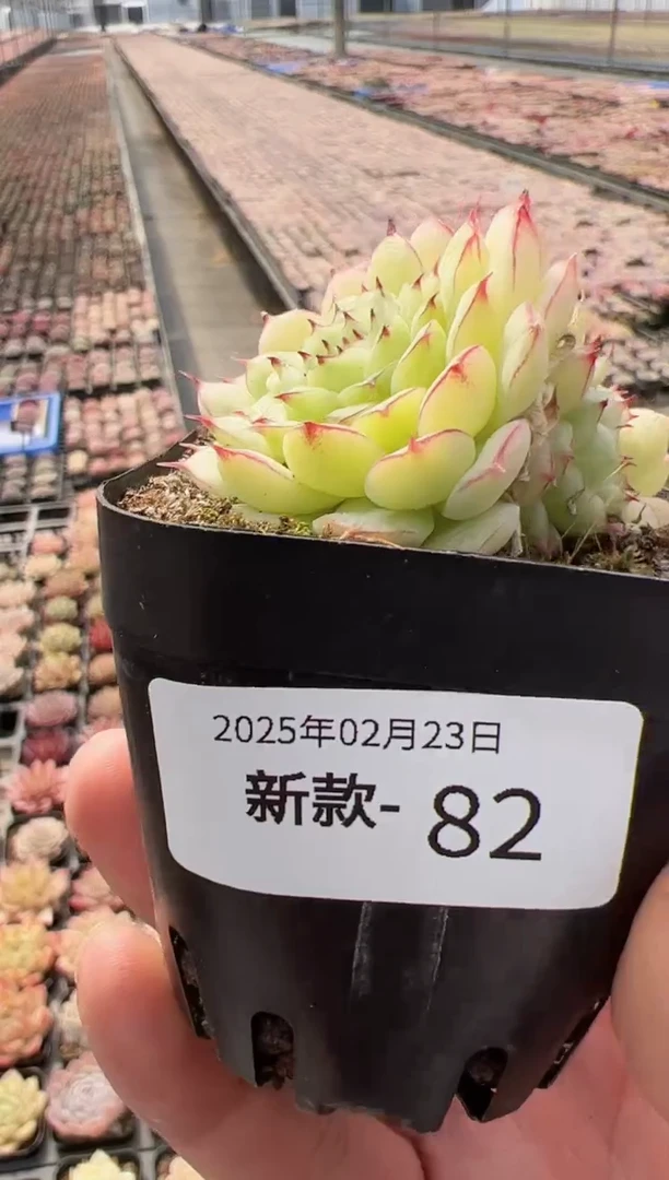 【闪购商品】新款多肉-82