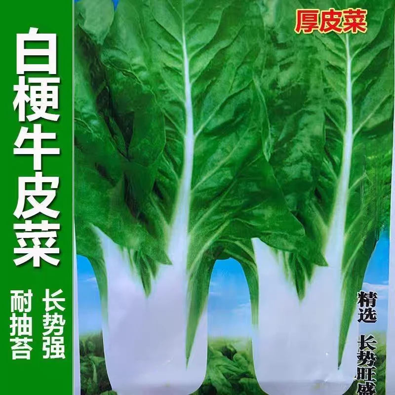 春不老厚皮菜种子白梗甜菜牛皮菜籽四季播耐寒猪肚菜易种蔬菜种子