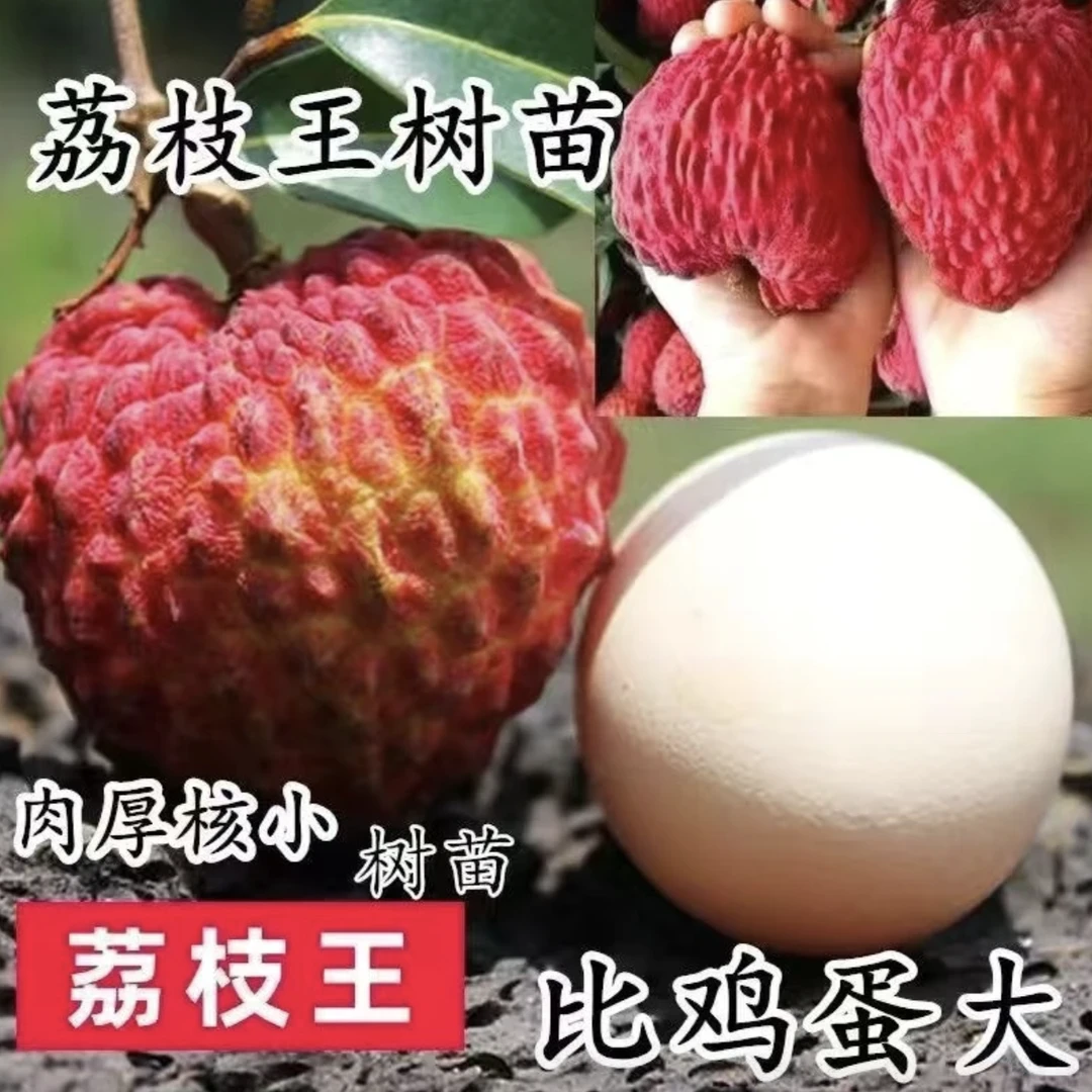 当年结果正宗无核妃子笑荔枝果树苗南方北方可地裁盆栽耐寒1