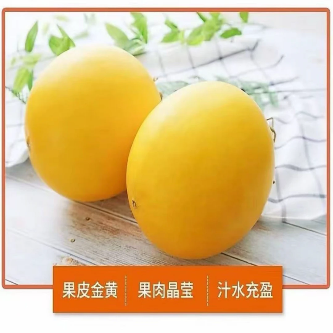 【黄河蜜瓜】2颗装甘肃省
