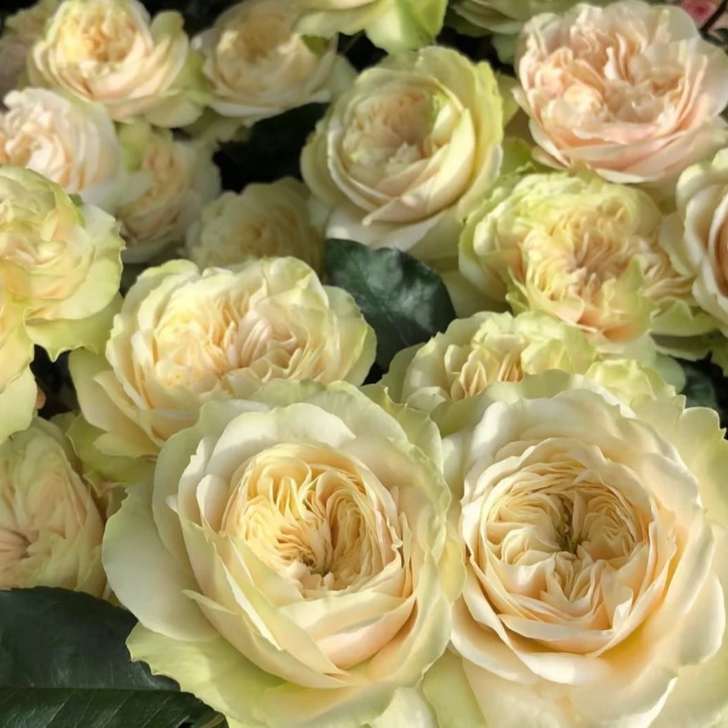 【维多利亚婚礼】灌木月季 新品多头丰花月季四季开花