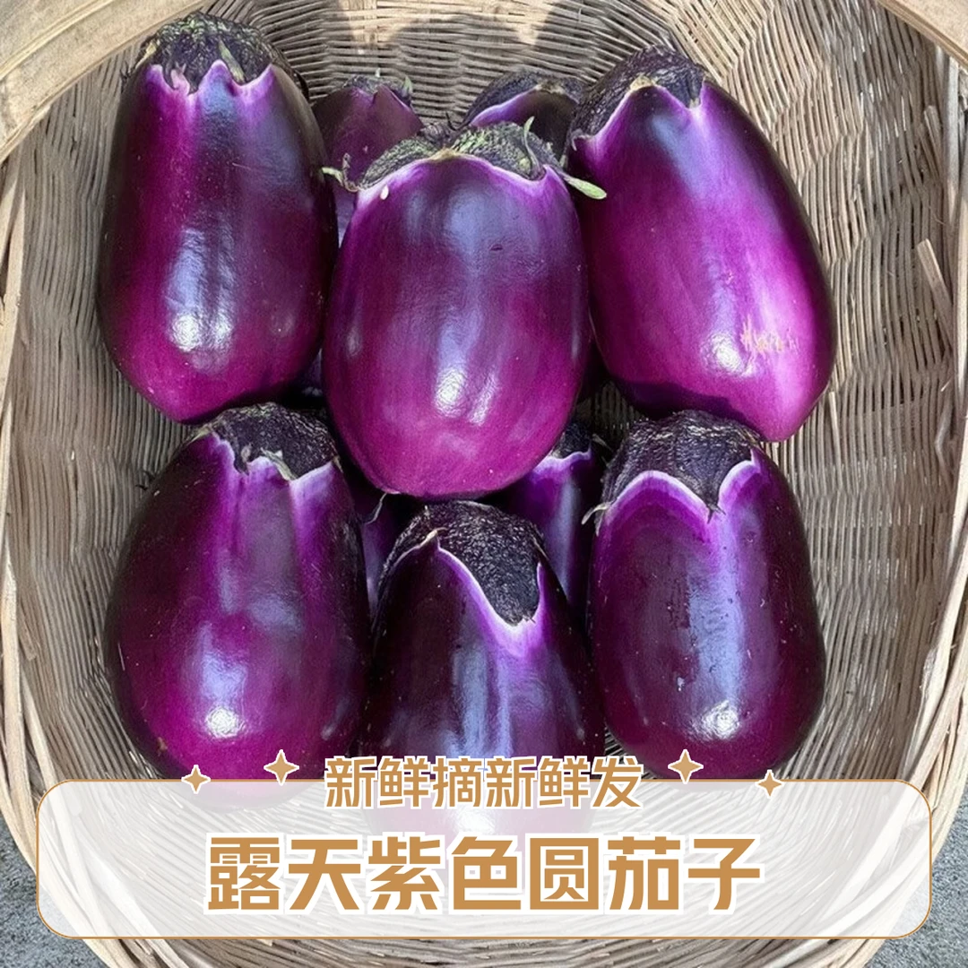 【顺丰包邮】苏北农家露天紫圆茄子老品种嫩茄子新鲜采摘新鲜发货