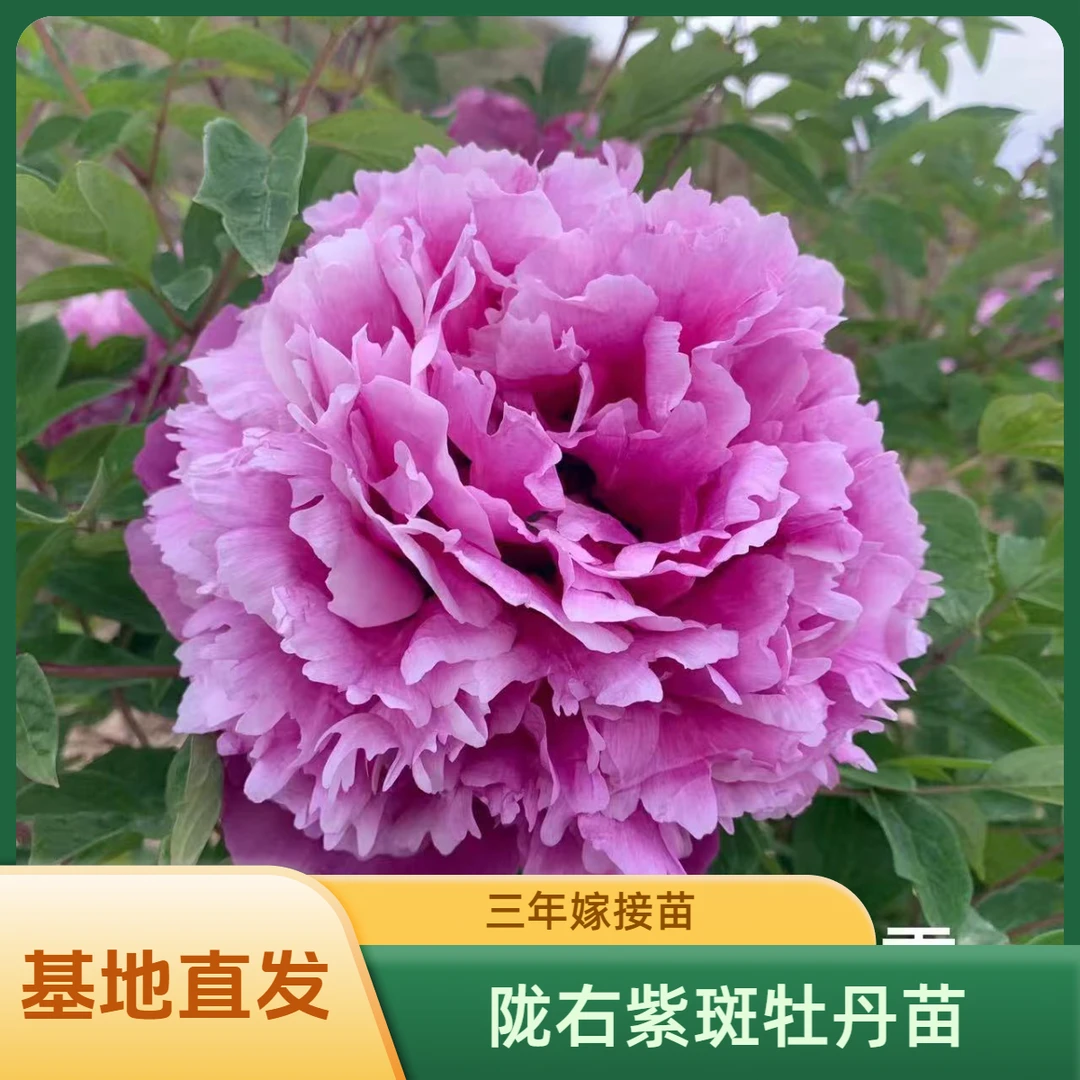 甘肃陇右三年生紫斑牡丹嫁接苗秋季裸根发货先赠送种子或肥料