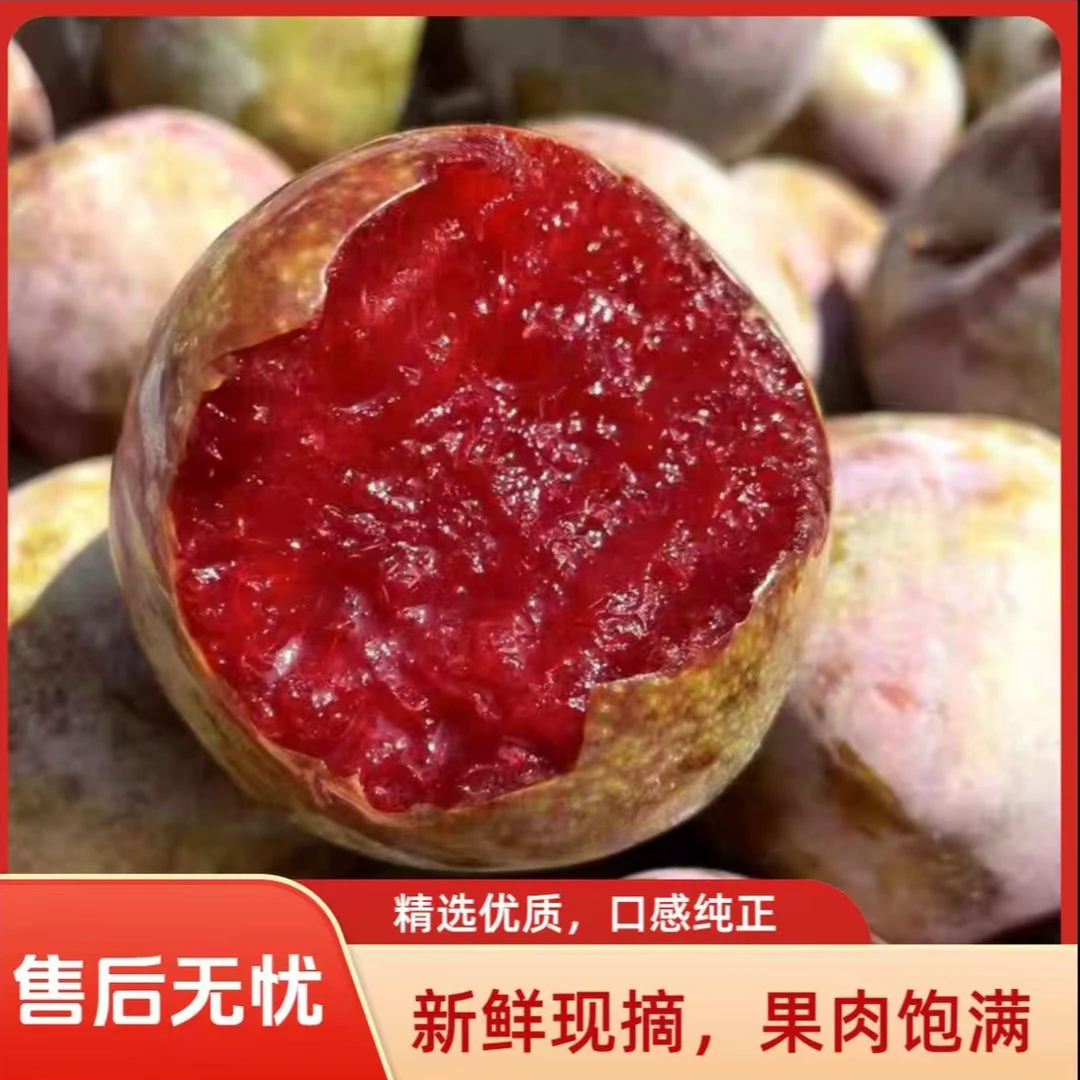 新疆喀什直发正宗恐龙蛋杏李酸甜多汁新疆维吾尔自治区