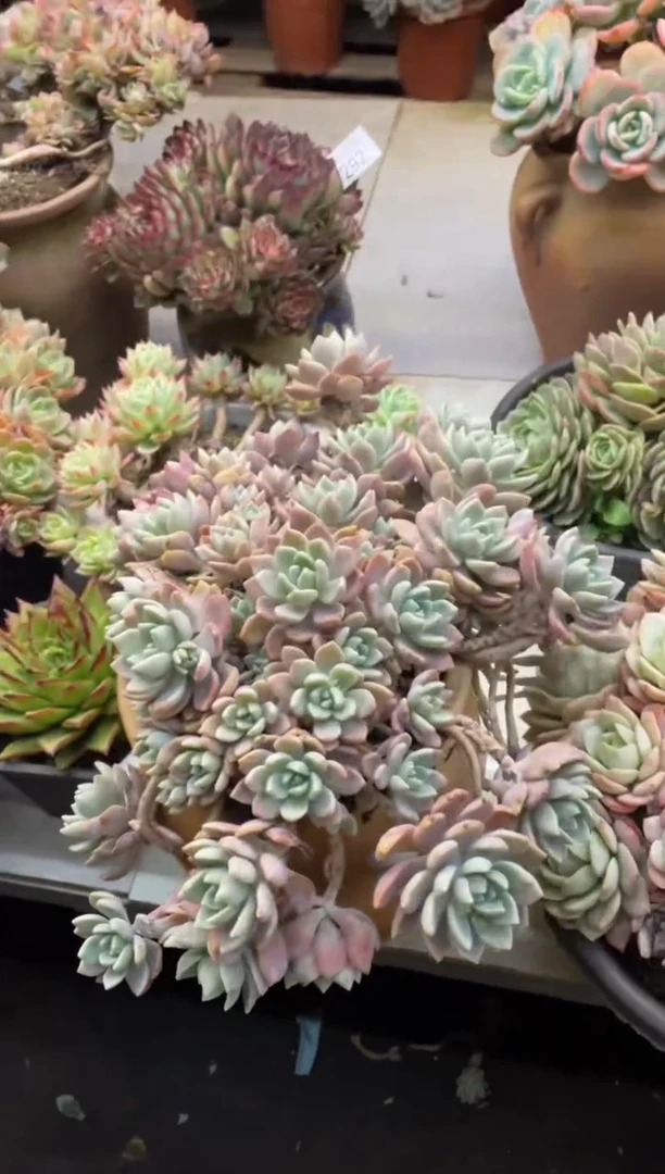 【闪购商品】293克洛伊