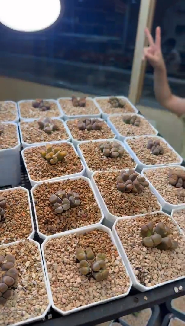 26-83多肉植物肉锥风铃一颗