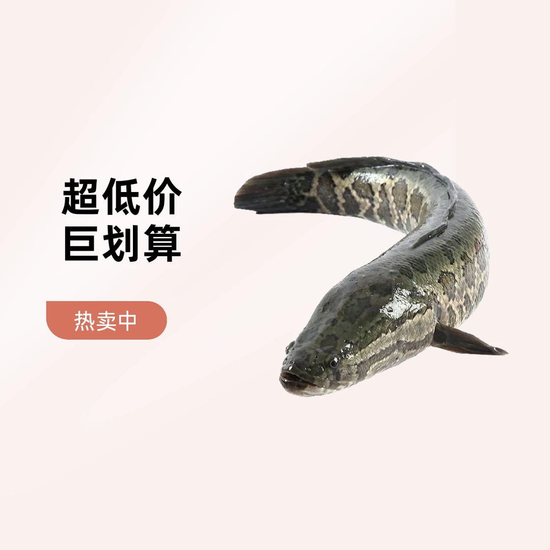 鲜活黑鱼（约400g）