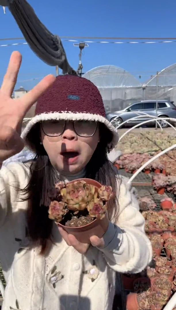 【闪购商品】9-单头爆四崽起黑曼巴带盆土5