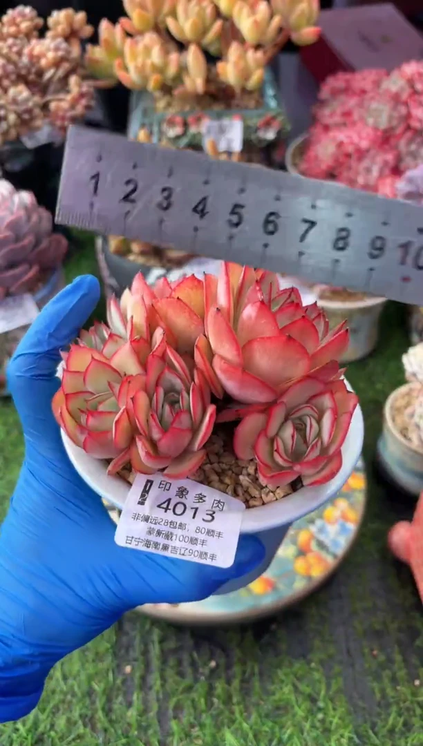 昆明印象多肉4013