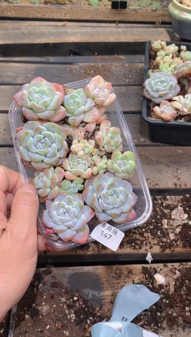 147琥珀冰玉      量拍