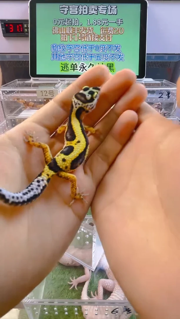 豹纹守宫豹纹肥尾瘤尾苗子亚成成体