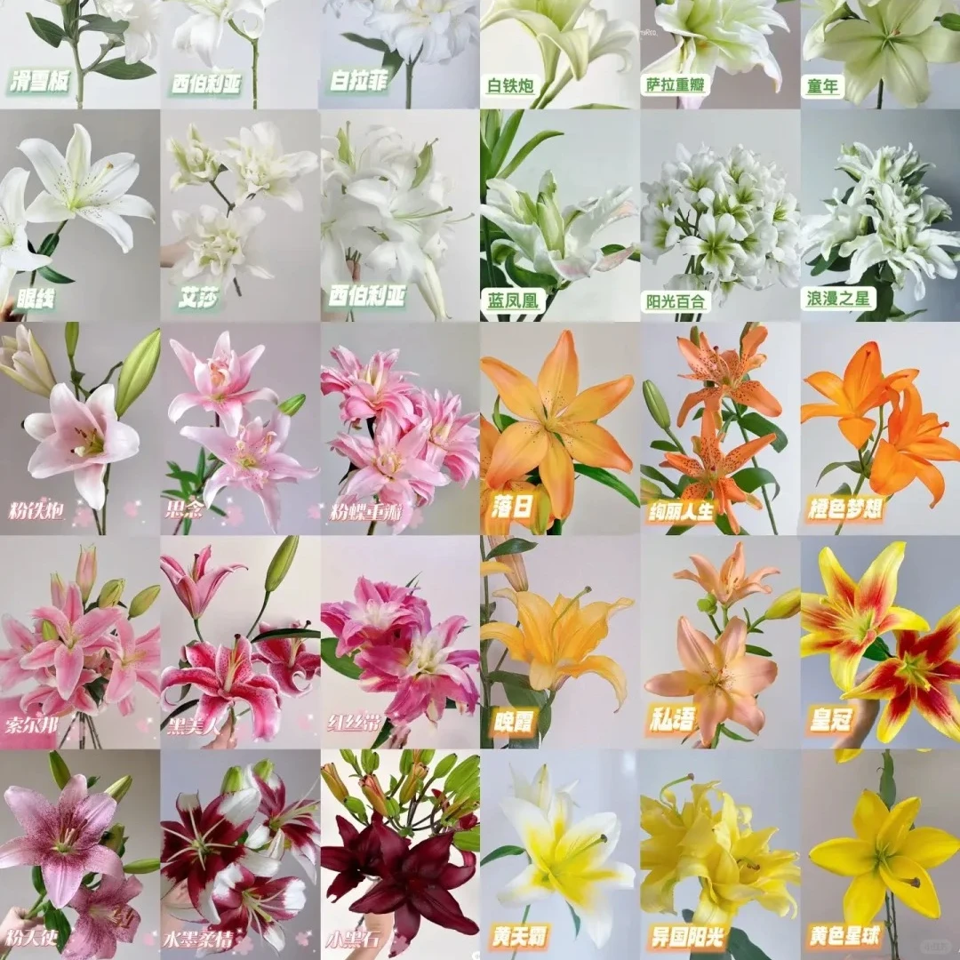 【源头优选】万能百合-任意2单鲜花包邮 发货后不支持退款