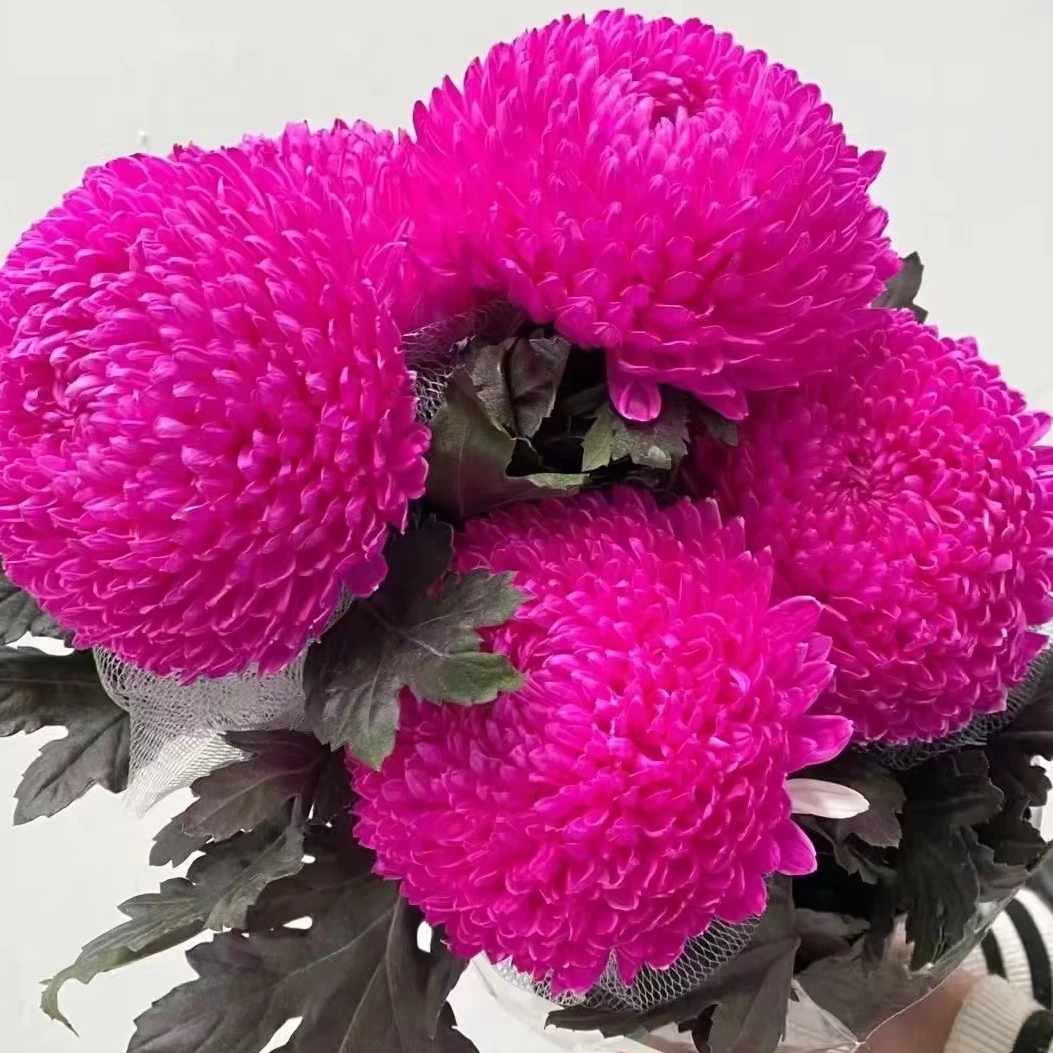 【云舍花卉】【玫红色】牡丹菊任意两单或以上包邮