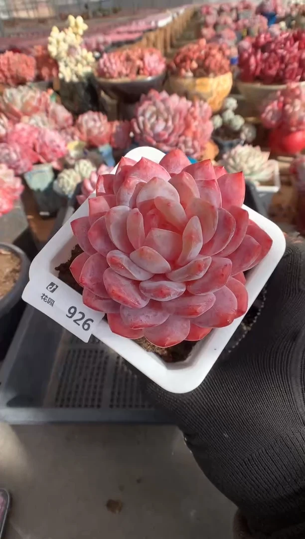926雪天使多肉植物一物一拍
