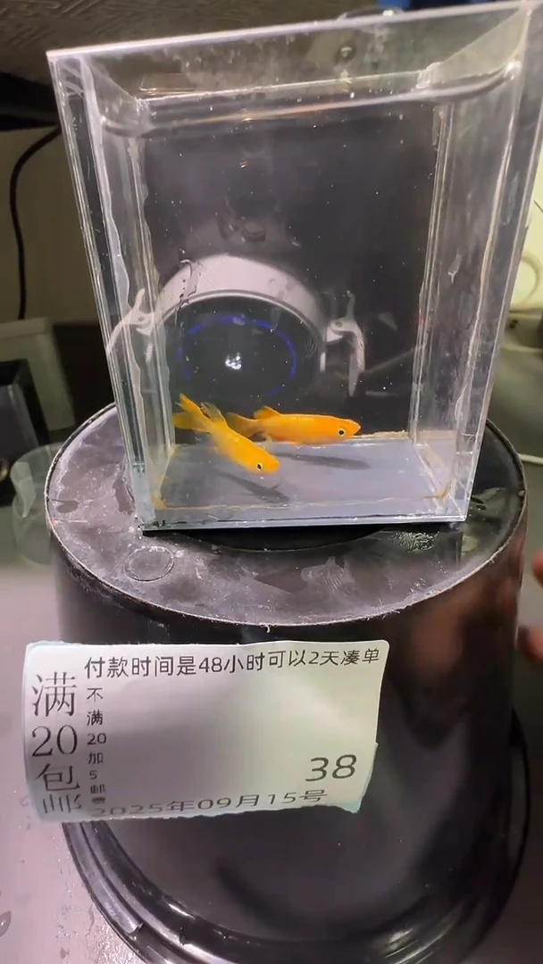 青鳉鱼观背青鳉观背青鳉38