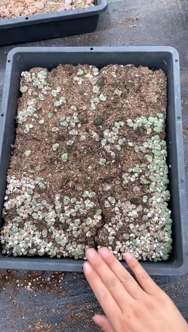 4037特价猴脸清姬框有疤瑕疵带土不带盆发货