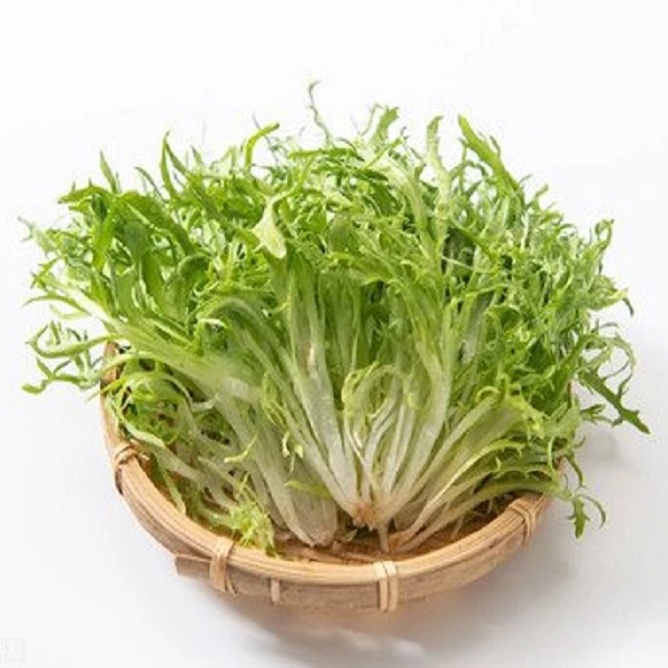 苦菊  300g±20g绿色蔬菜