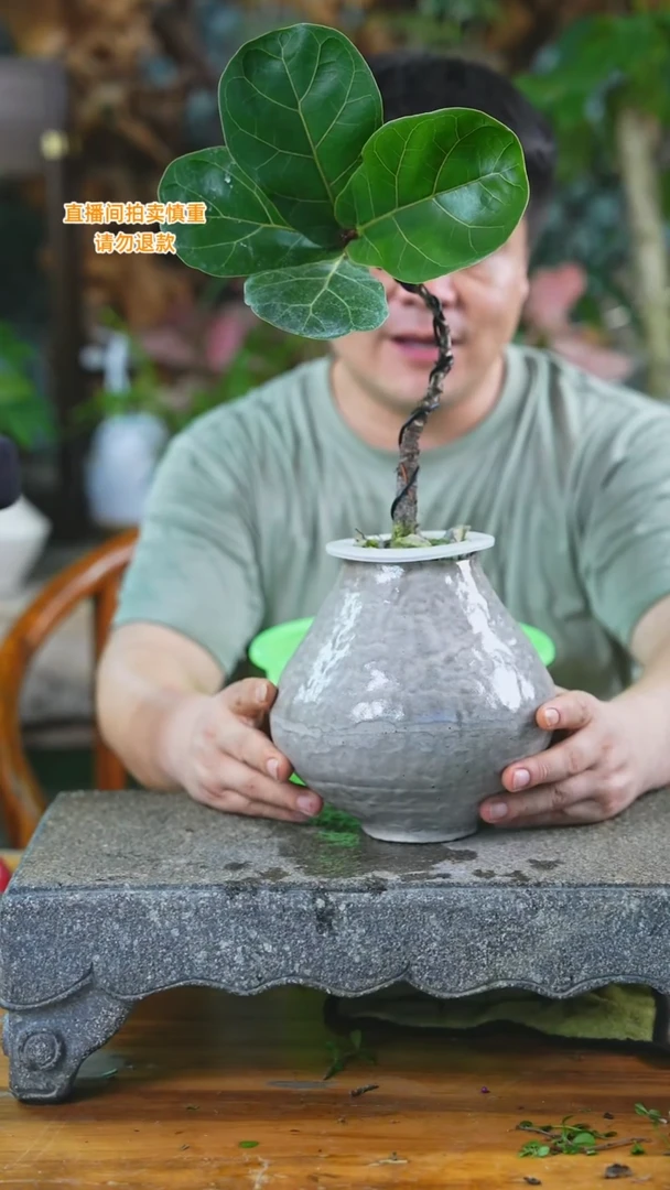 当前无花栽培后可以开花琴叶榕137+
