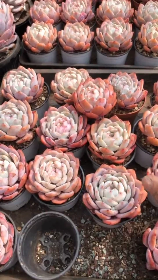 【闪购商品】单头小韩橙2颗