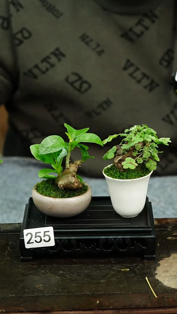 【闪购商品】苔藓微景观255号
