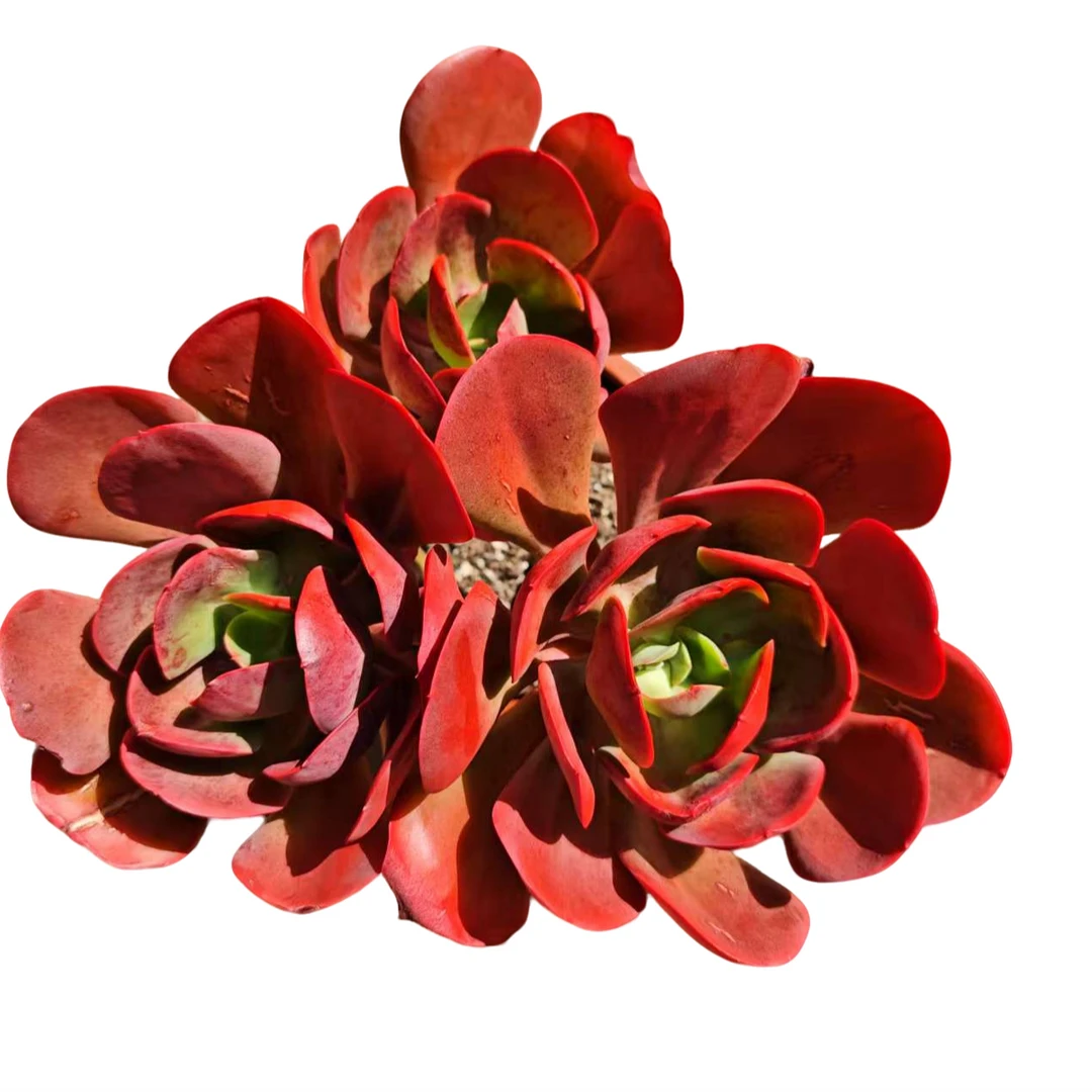 精品多肉 大唐玫瑰 新手家庭空气净化植物