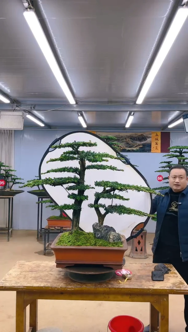 【闪购商品】精品盆景  一物一拍