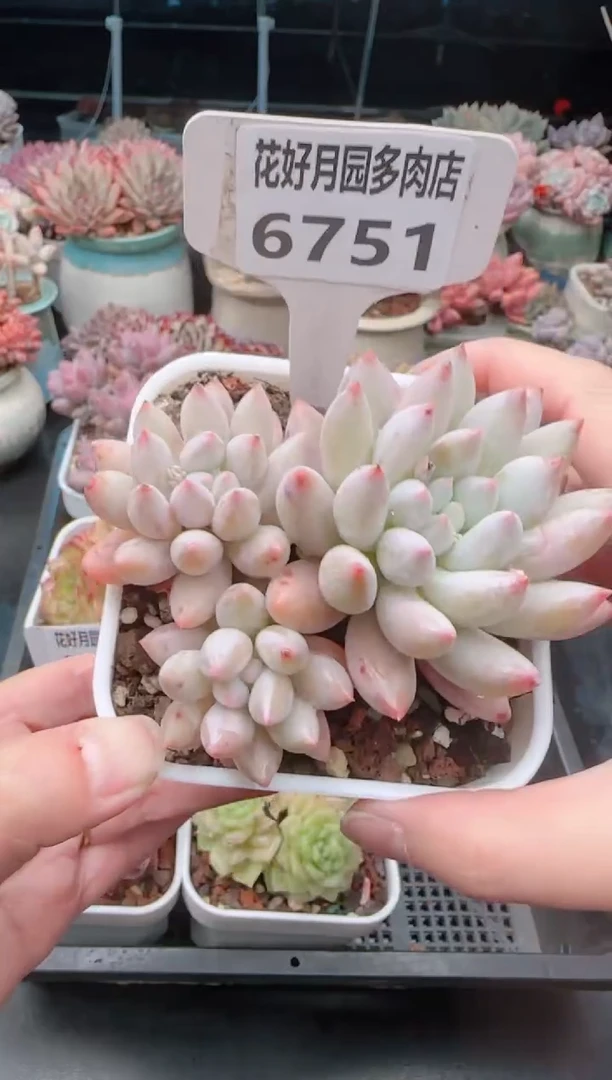 【闪购商品】6751所罗门