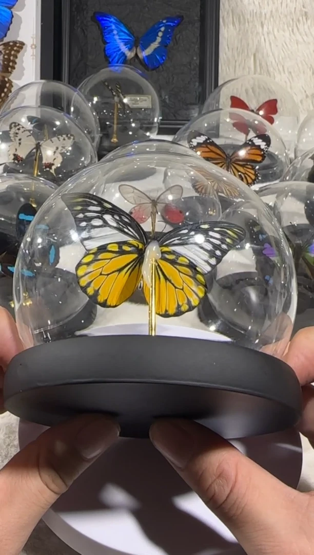 有机玻璃据粉蝶