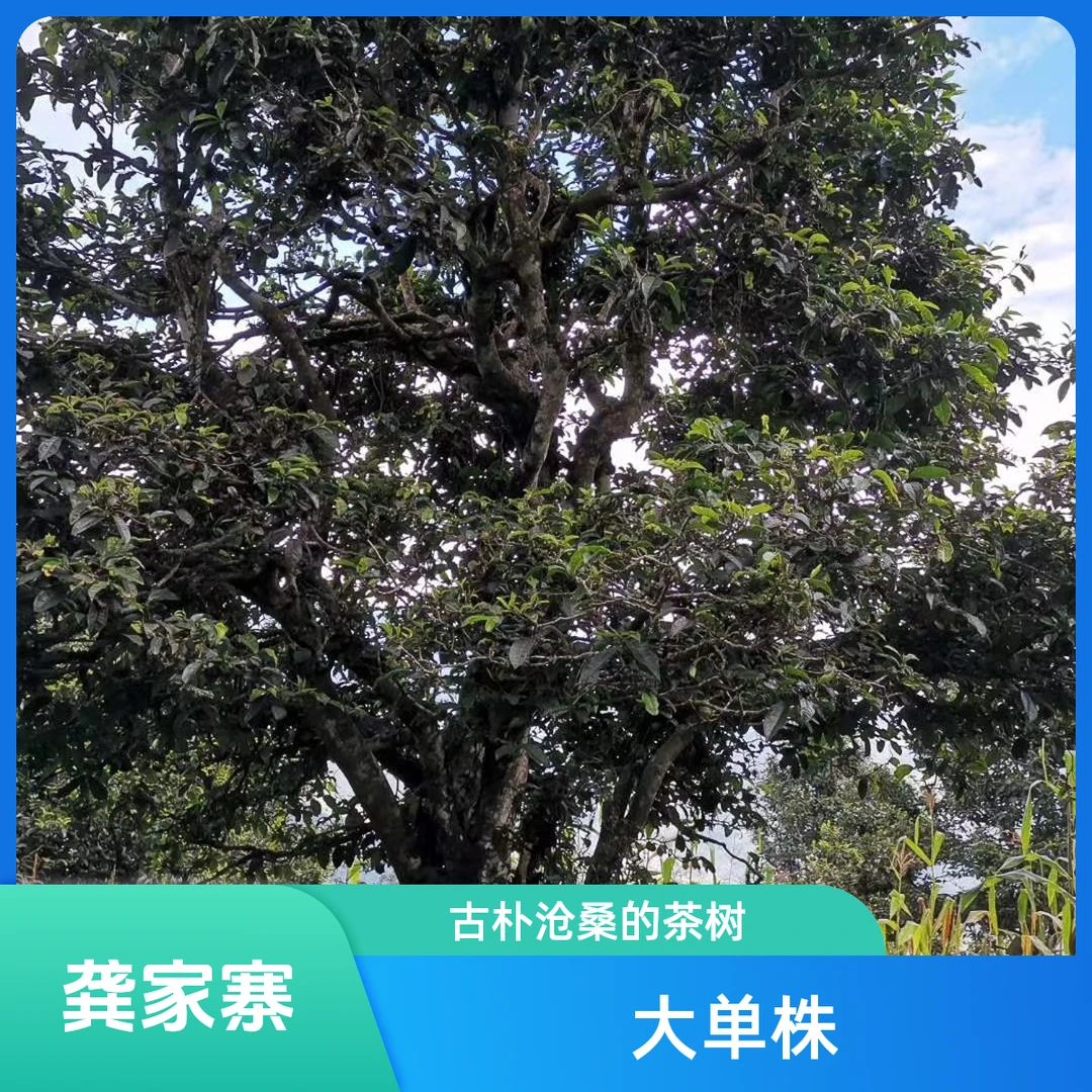 【单株福利】2021年 龚家寨 大单株古树 普洱生茶散料100克