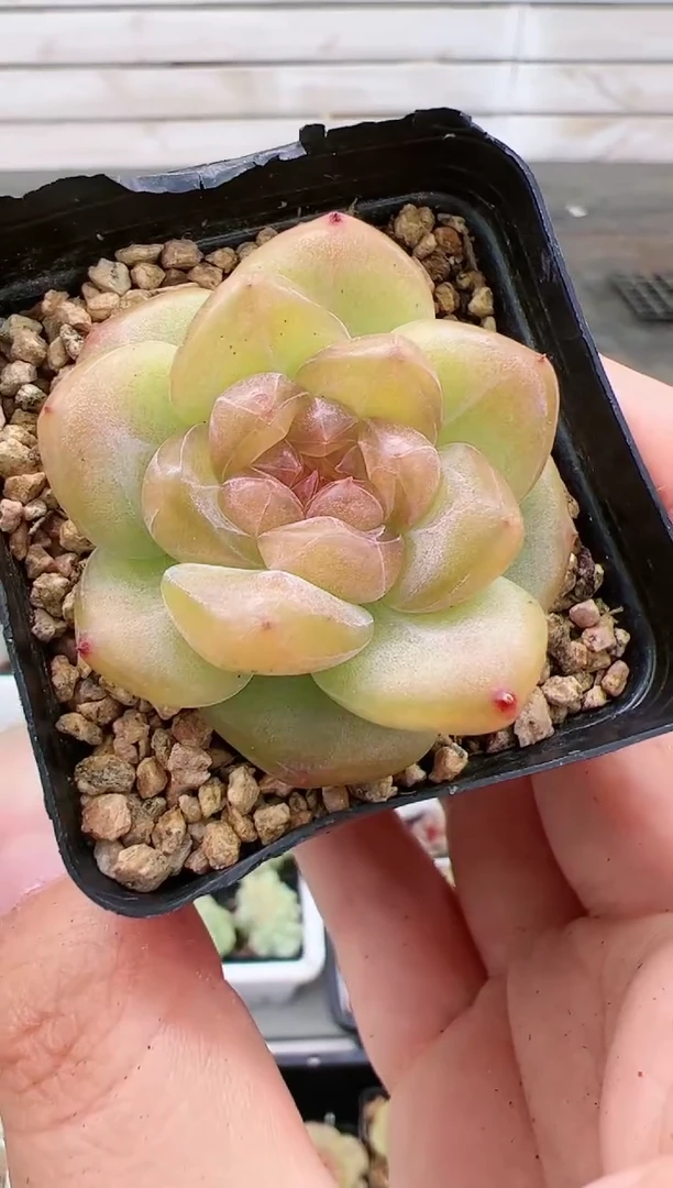 单头鬼魅一颗